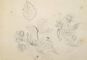 Recto：花卉研究，1869-1871 作者 文森特·科莱尔