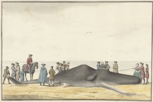 1762 年 2 月 20 日，在赞德沃特（Zandvoort）和威克泽（Wijk aan Zee）之间的海滩上搁浅的抹香鲸（cachelot），从正面看