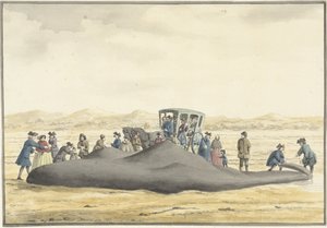 1762 年 2 月 20 日，在 Zandvoort 和 Wijk aan Zee 之间的海滩上被冲上岸的抹香鲸，从后面看