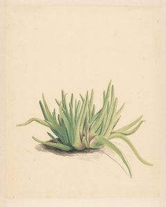 IJskruid（物体上的标题）