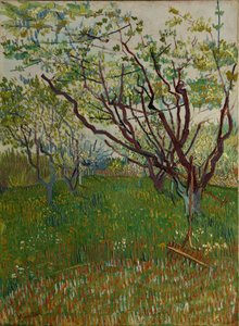 开花的果园，1888年。 作者 文森特·梵高