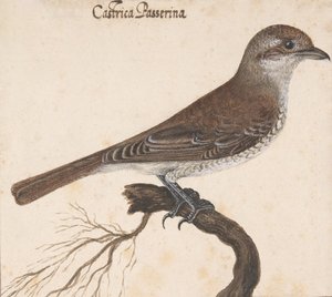 Castrica Passerina, . 作者 文森佐·莱昂纳迪
