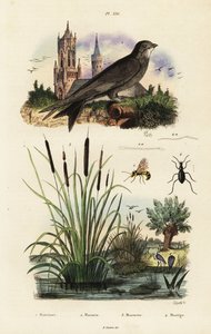 高山雨燕、芦苇、甲虫和黄蜂，1834-1839 年（雕刻） 作者 维托雷·佩德雷蒂