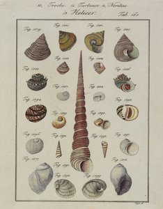 海贝壳：Trochi，涡轮机，Neritae Helices，来自Neues Systematisches Conchylien-Cabinet，1784（手工蚀刻和雕刻） 作者 鸟儿