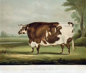 1856年John Day雕刻的短角牛（彩色雕刻） 作者 戴维斯