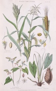小米，玉米，荞麦和芋头，插图来自蔬菜王国的历史由William Rhind 1797-1874,1872彩色雕刻 作者 惠誉国际