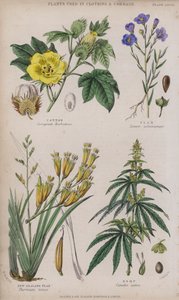 棉; 亚麻; 新西兰亚麻； 麻（彩色雕刻）
