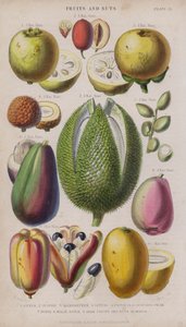 番石榴; 枣; 山竹; 荔枝; 连翘; 鳄梨梨； 杜里奥; 马来苹果； Akee 水果和坚果； 芒果（彩色雕刻）