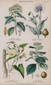 秘鲁树皮； 罂粟花; 诈骗； Nux Vomica（彩色雕刻）