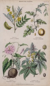 塞纳; 芋头; 墨西哥胡椒; 蓖麻油（彩色雕刻）