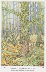 Sigillaria，一种石炭纪树木（彩色平版印刷） 作者 WJ斯托科