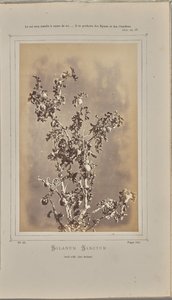 埃泽（滨海阿尔卑斯大区）的三叶茄（Solanum sanctum），cuelli 作者 W·德布雷