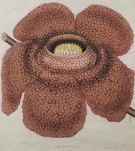 紫草花 作者 沃尔德
