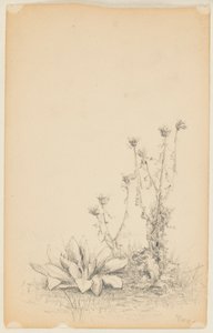 野生植物的研究 作者 沃尔特克拉克
