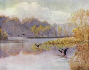 The New Forest: The Pool at Minstead Mill (colour litho) 作者 沃尔特·弗雷德里克·屋顶·廷代尔
