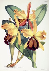 卡特兰·道瓦纳（Cattleya Dowiana），约1862-1877年