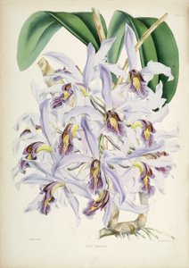 Schomburgkia superbiens（原产地Laelia superbiens）的插图