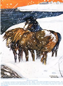 设得兰小马，来自&39;新自然历史&39;的插图，作者：John Arthur Thompson（1861-1933），由GP Putnam&39;s Sons出版，1926年 作者 沃里克·雷诺兹