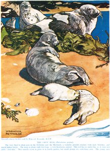 灰色印章，来自&39;新自然历史&39;的插图，作者：John Arthur Thompson（1861-1933），由GP Putnam&39;s Sons出版，1926年 作者 沃里克·雷诺兹
