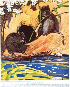 家庭中的水流，来自“新自然历史”的插图，由John Arthur Thompson（1861-1933）撰写，由GP Putnam&39;s Sons出版，1926年 作者 沃里克·雷诺兹