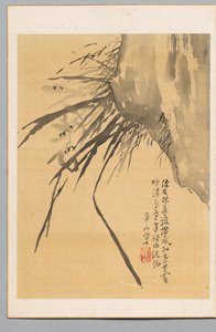 兰花