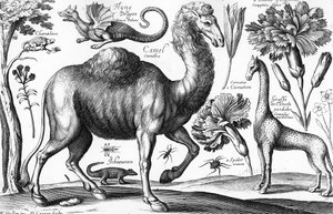 Animalium, Ferarum et Bestiarum，由David Loggan刻制。