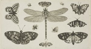 蜻蜓、瓢虫和蝴蝶，选自 Diversae Insectorum...Figurae 作者 瓦茨劳斯·霍拉尔