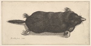 死痣，1646年。 作者 瓦茨劳斯·霍拉尔