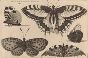 五只蝴蝶，1646年。 作者 瓦茨劳斯·霍拉尔