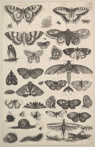 1625-77年，包括飞蛾和蝴蝶在内的41种昆虫。 作者 瓦茨劳斯·霍拉尔