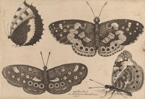 四只蝴蝶，1646年。 作者 瓦茨劳斯·霍拉尔