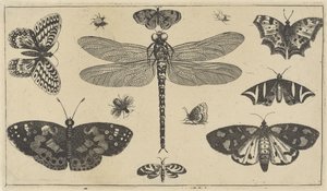蜻蜓、瓢虫和蝴蝶 各种昆虫（系列名称） Diversae Insectorum（系列名称） 作者 瓦茨劳斯·霍拉尔