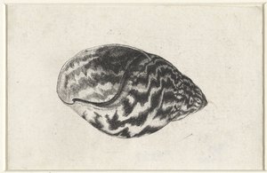 Schelp, achatina achatina
Schelpen（系列名称） 作者 瓦茨劳斯·霍拉尔