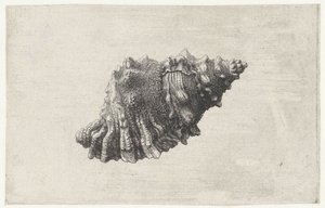 Schelp, rubeta 滑囊
Schelpen（系列名称） 作者 瓦茨劳斯·霍拉尔