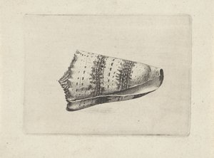 Schelp, conus imperialis
Schelpen（系列名称） 作者 瓦茨劳斯·霍拉尔