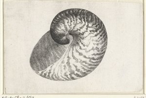 Schelp, 鹦鹉螺 pompilius
Schelpen (系列名称) 作者 瓦茨劳斯·霍拉尔