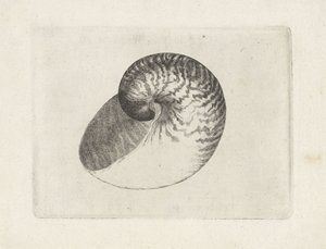 Schelp, 鹦鹉螺 pompilius
Schelpen (系列名称) 作者 瓦茨劳斯·霍拉尔