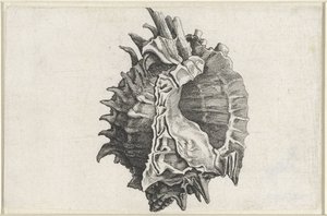Schelp，phyllonotus erythrostomus
Schelpen （系列名称） 作者 瓦茨劳斯·霍拉尔