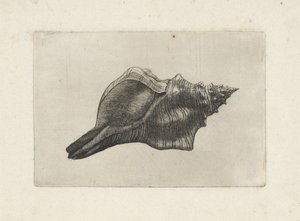 Schelp, pleuroploca trapezium (梯形胸膜)
Schelpen（系列名称） 作者 瓦茨劳斯·霍拉尔