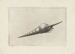 Schelp, tibia fus melanocheilus
谢尔鹏 作者 瓦茨劳斯·霍拉尔