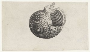 Schelp, tonna dolium
Schelpen （系列名称） 作者 瓦茨劳斯·霍拉尔