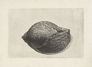 Schelp, tonna perdix
Schelpen （系列名称） 作者 瓦茨劳斯·霍拉尔