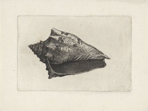 贝壳，voluta ebraea 贝壳（系列名称）