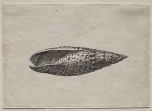 贝壳  Mitra papalis L