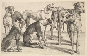 六只猎犬，1646年。 作者 瓦茨劳斯·霍拉尔