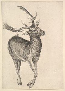 雄鹿，1625-77年。 作者 瓦茨劳斯·霍拉尔