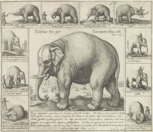 Tamme olifant
Elephas hic per Europam visus est（标题为实物） 作者 雅各布·范德·海登