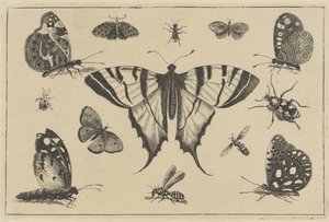 蝴蝶、黄蜂和其他昆虫
各种昆虫（系列名称）
Diversae Insectorum（系列名称）