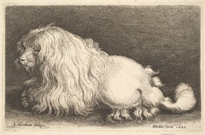 白狗，1649年。 作者 瓦茨劳斯·霍拉尔