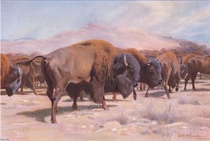 美国野牛，来自Frederick Warne＆Co出版的“世界野生动物”，c.1900